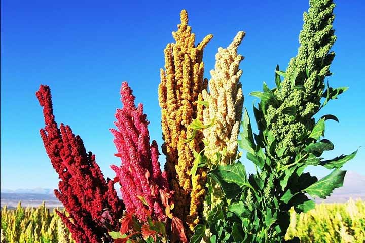 quieres una fuente natural de proteínas la quinua es la respuesta