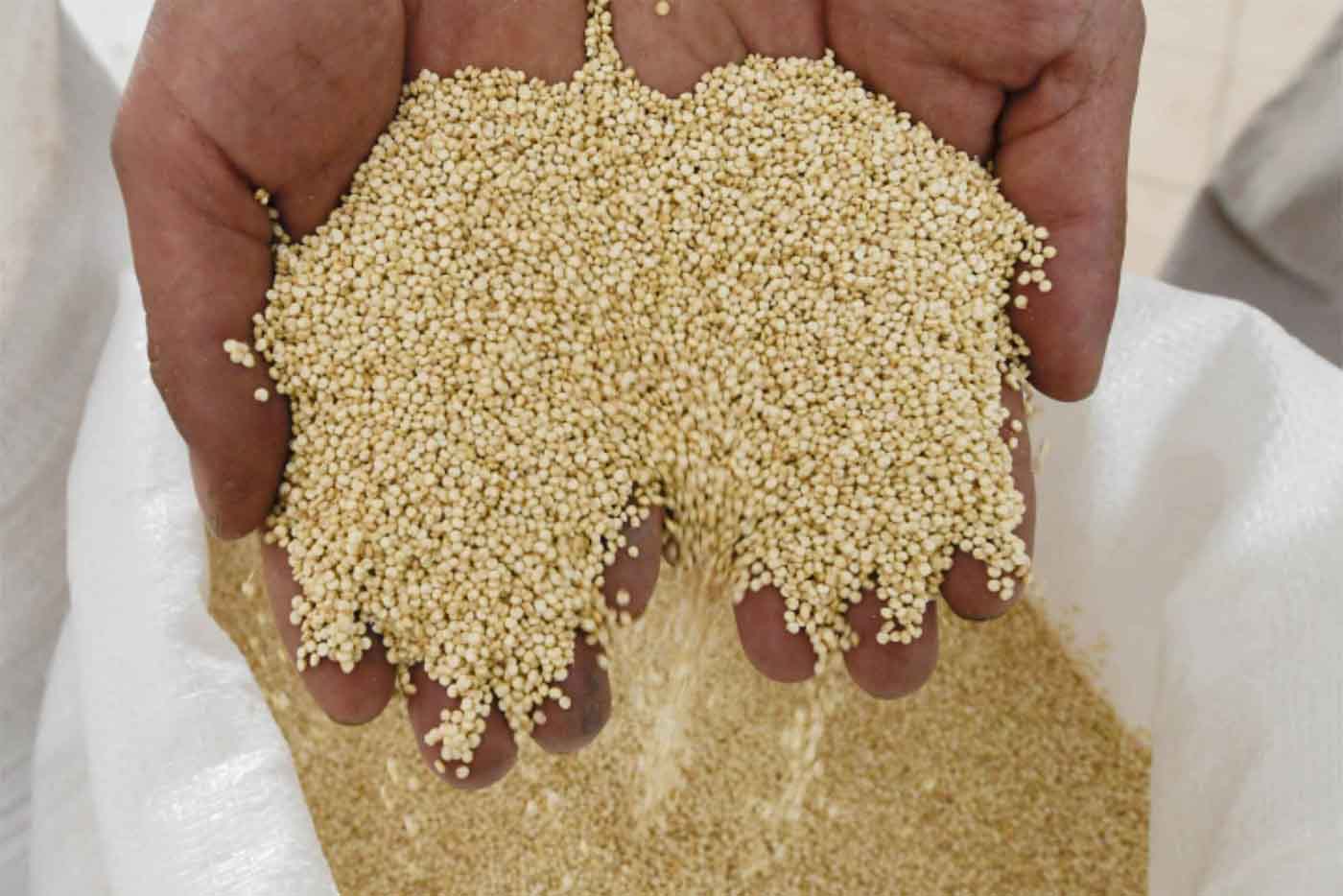quinoa un superalimento energético para tu salud emporio cooperativo