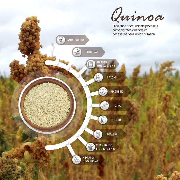 quinoa un superalimento energético para tu salud