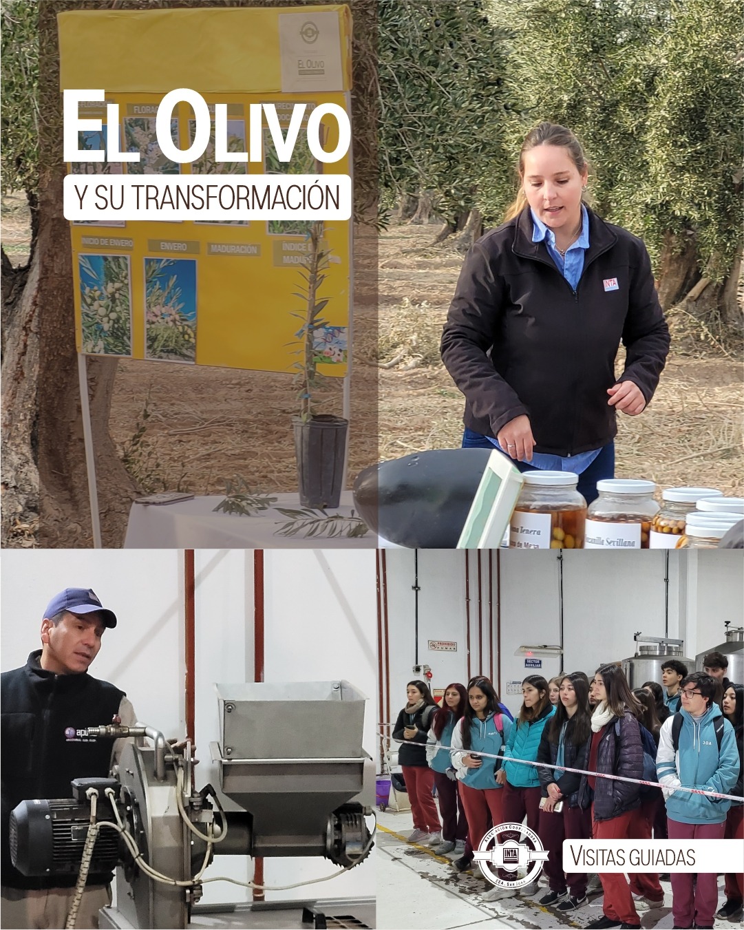 el olivo experiencias rurales