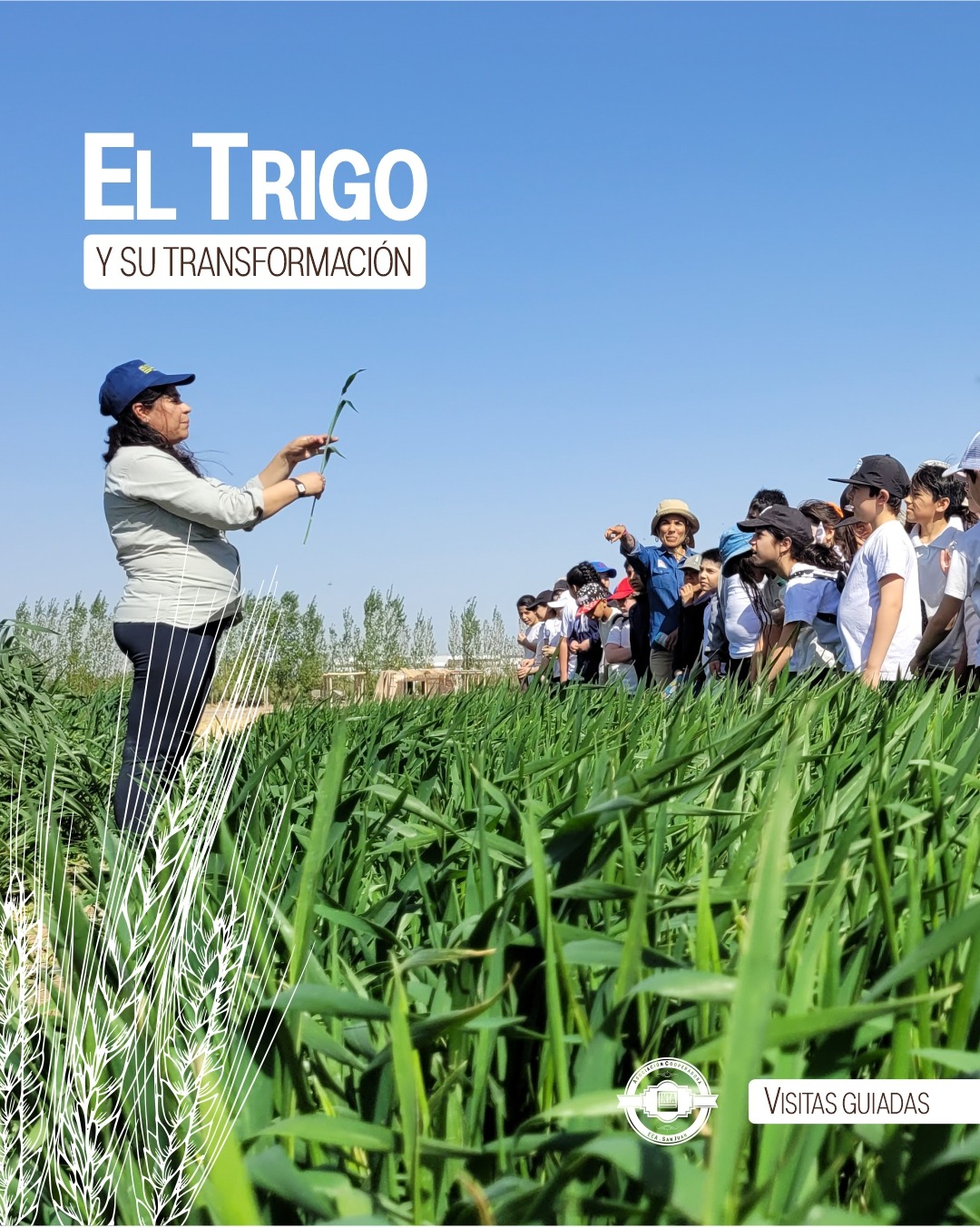 el trigo experiencias rurales